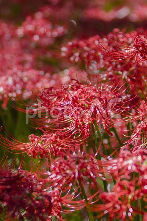 秩父巾着田に咲く曼珠沙華の花 曼珠沙華,彼岸花,ヒガンバナの写真素材
