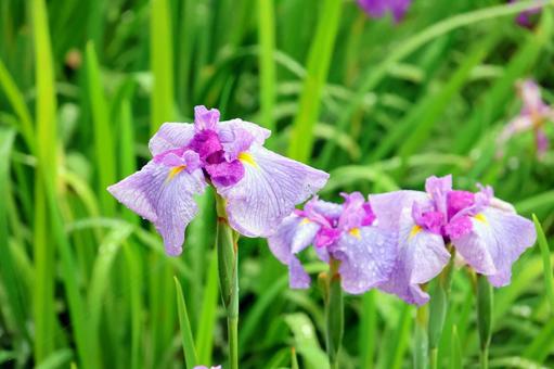 Iris Flowers 25-32, JPG