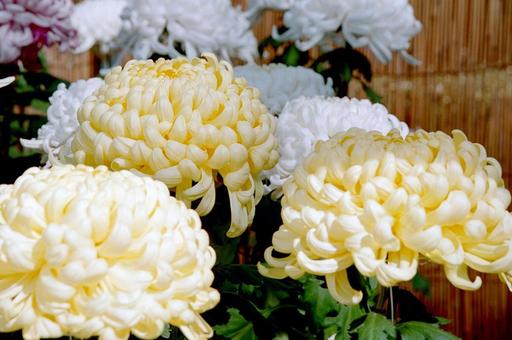 Photo, flower, autumn, traditional chrysanthemum, 