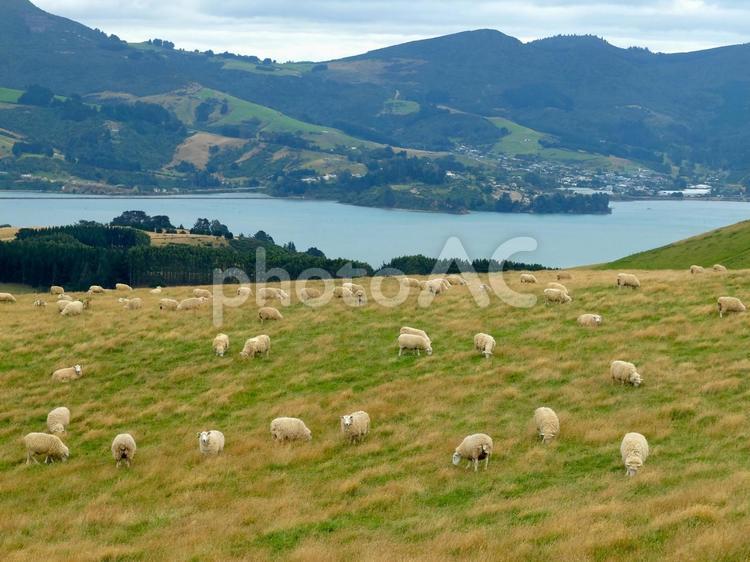 NZ 丘の上の羊たち 羊,丘,山の写真素材