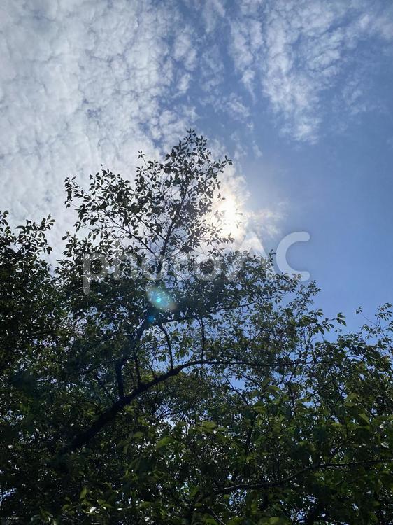 木と空と太陽と 天気,晴れ,木の写真素材