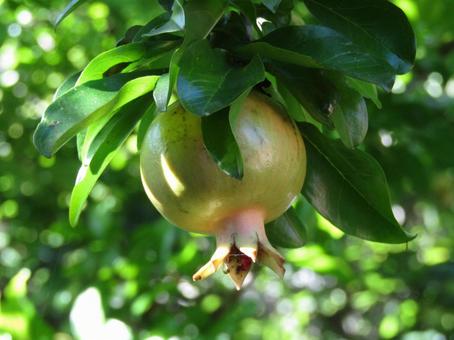 若いザクロの写真