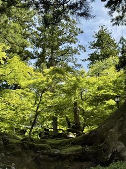 2025年夏の永平寺 木陰の仏像 2025年夏の永平寺 木陰の仏像 木陰,仏様,永平寺の写真素材