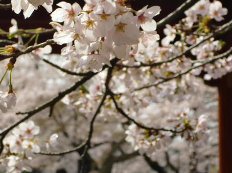 Cherry blossom blur background-10, JPG