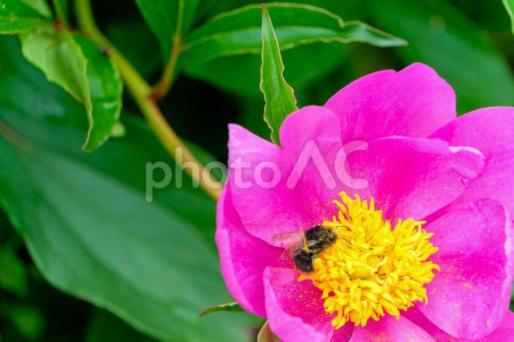 芍薬の花に集まる蜂のひととき 芍薬,花,花びらの写真素材