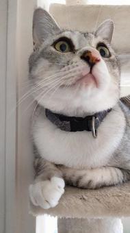 Photo, katze, niedlich, heilen, 