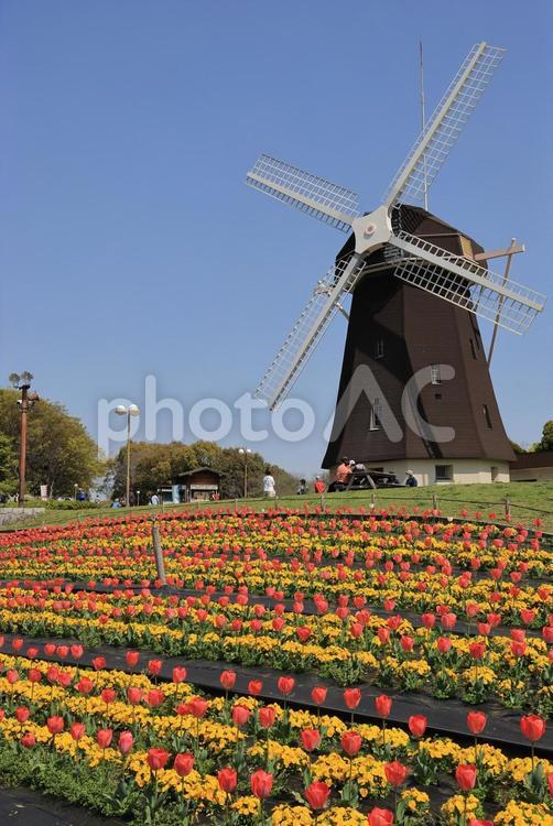 鶴見緑地公園 チューリップ,花,風景の写真素材