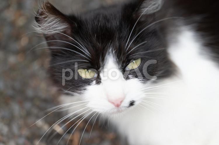 ハチワレ　猫　白黒　美人　メス猫 猫,お昼寝,地域猫の写真素材
