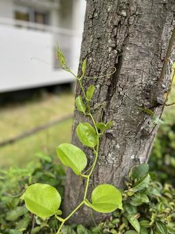 アオツヅラフジは伸びる アオツヅラフジは伸びるの写真