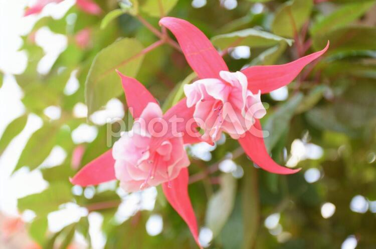 風車のようなベゴニア ベゴニア,花,植物の写真素材