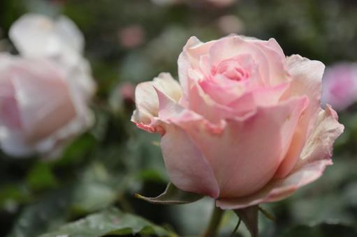 バラ園で淡いピンクの薔薇を撮りました バラ園で淡いピンクの薔薇を撮りましたの写真