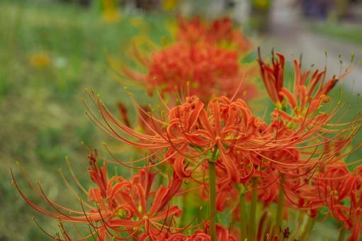 Red spider lilies on a green background, JPG