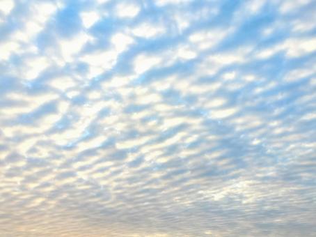 空一面のイワシ雲 空一面のイワシ雲の写真
