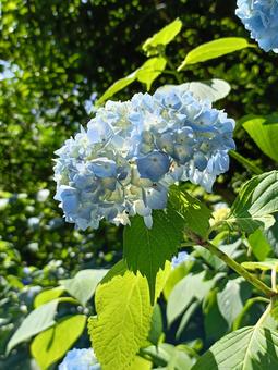 Hydrangea, JPG