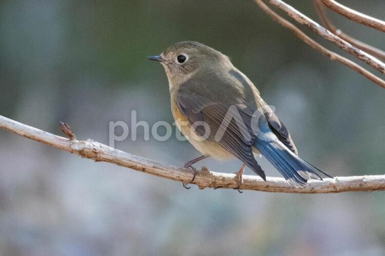 ルリビタキ・オス 野鳥の写真素材