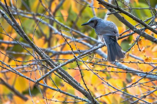 ヒヨドリ(33) 鳥,鳥類,ヒヨドリの写真素材