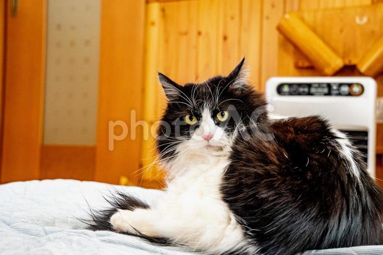 お昼寝の邪魔をしないで！ ネコ,ねこ,猫の写真素材