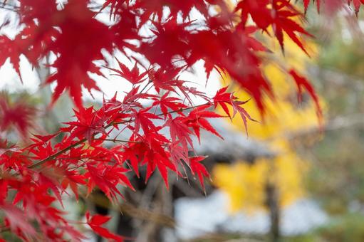 秋の色づいた赤色のもみじ3 秋の色づいた赤色のもみじ3の写真