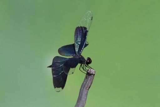 チョウトンボ チョウトンボ 生き物,昆虫,トンボの写真素材