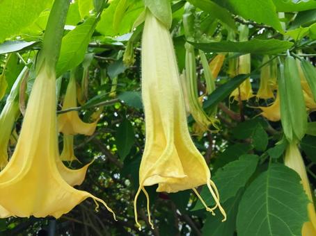 花を垂れ下げてつける天使のラッパ 花,つぼみ,エンジェルトランペットの写真素材