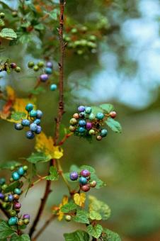 秋色の宝石のような実の写真