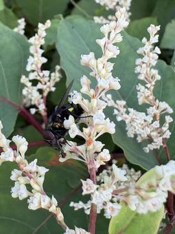 虎杖の花にとまるキンバエ 01 虎杖の花にとまるキンバエ 01 キンバエ,金蝿,虎杖の写真素材