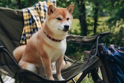 椅子の上でこちらを見る犬 犬,チェア,お座りの写真素材
