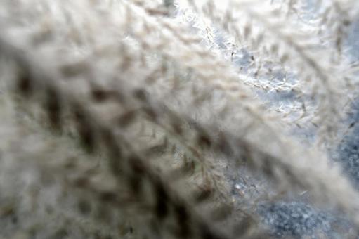 ススキ　アップの写真