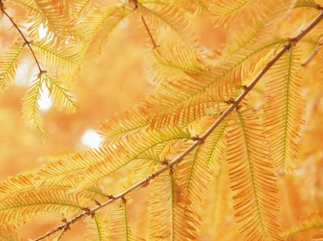 メタセコイアに接近 メタセコイア,秋,晩秋の写真素材