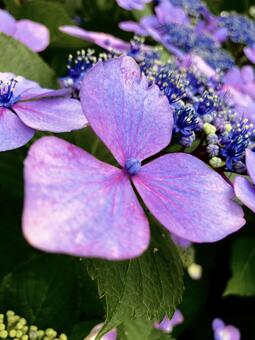 紫陽花 紫陽花の写真