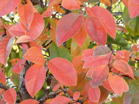 【風景写真】晩秋の風景 紅葉,葉っぱ,晩秋の写真素材