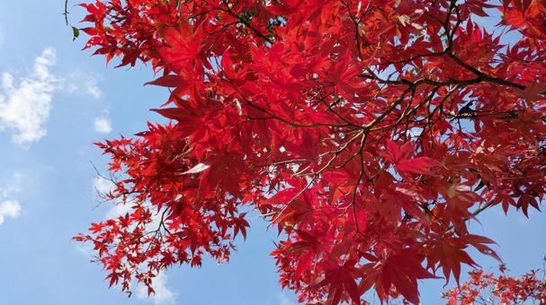 紅葉-125 もみじ,秋色,秋イメージの写真素材