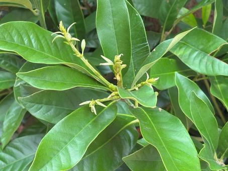 マテバシイの新芽クローズアップ 自然,壁紙,鮮やかの写真素材