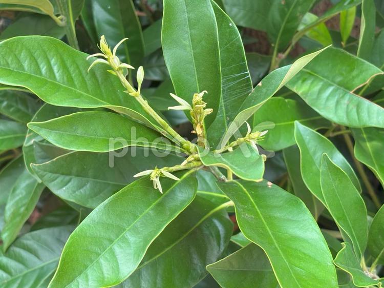 マテバシイの新芽クローズアップ 自然,壁紙,鮮やかの写真素材