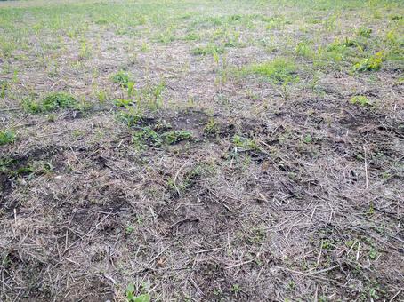 草刈り後の野原 野原,草刈り後,地面の写真素材