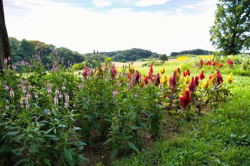 色々な色の花咲くケイトウの花畑 花座敷 色々な色の花咲くケイトウの花畑 花座敷 ケイトウ,花畑,花座敷の写真素材