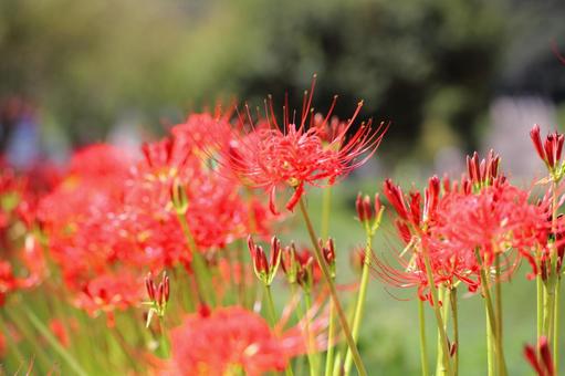 咲き始めのヒガンバナの写真