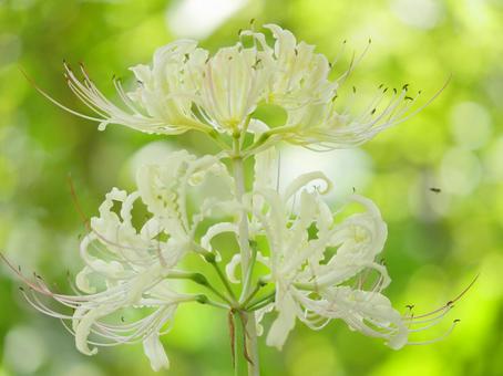 White spider lilies, JPG