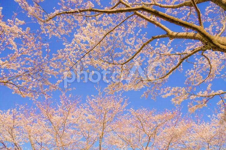 満開の桜と晴天の青空（調布飛行場） 桜,青空,晴天の写真素材