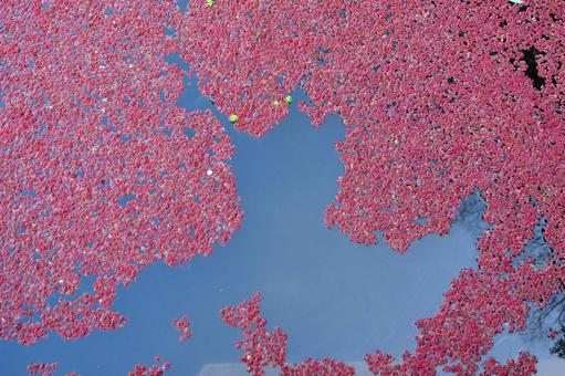アカウキクサ アカウキクサ,水草,浮草の写真素材