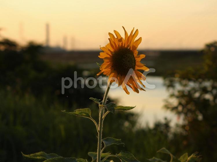 夕暮れ時の向日葵 ひまわり,ヒマワリ,向日葵の写真素材