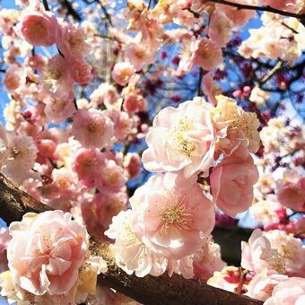 梅の花 梅の花の写真