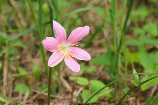 ゼフィランサス ゼフィランサス ゼフィランサス,花,ピンクの写真素材