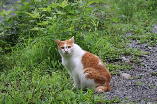 草むらと砂利道にいるこちらを見るニケねこ 草むら,砂利道,こちらの写真素材