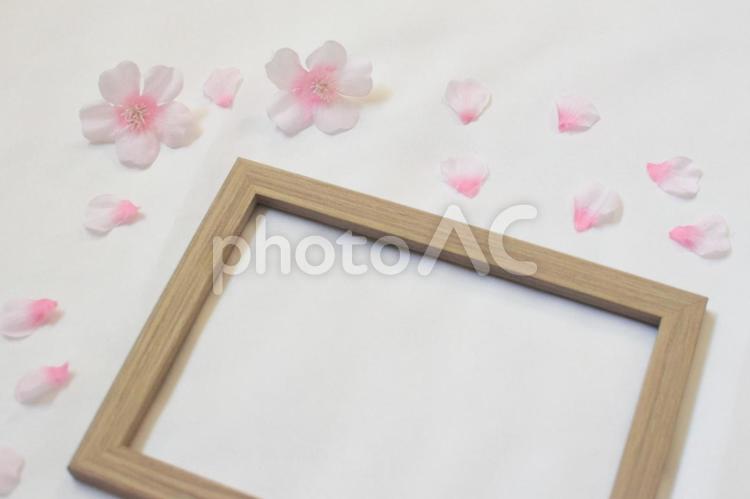 木製のフレームと周りに桜の花びら　春③ 桜,花びら,木製の写真素材