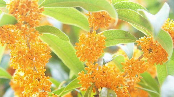 キンモクセイ-234の写真