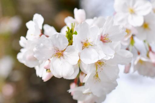 桜の花 桜の花の写真