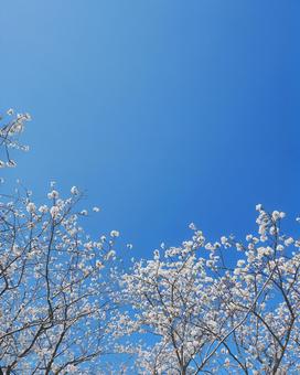 池田川沿いの桜 糸島市,桜,桜スポットの写真素材