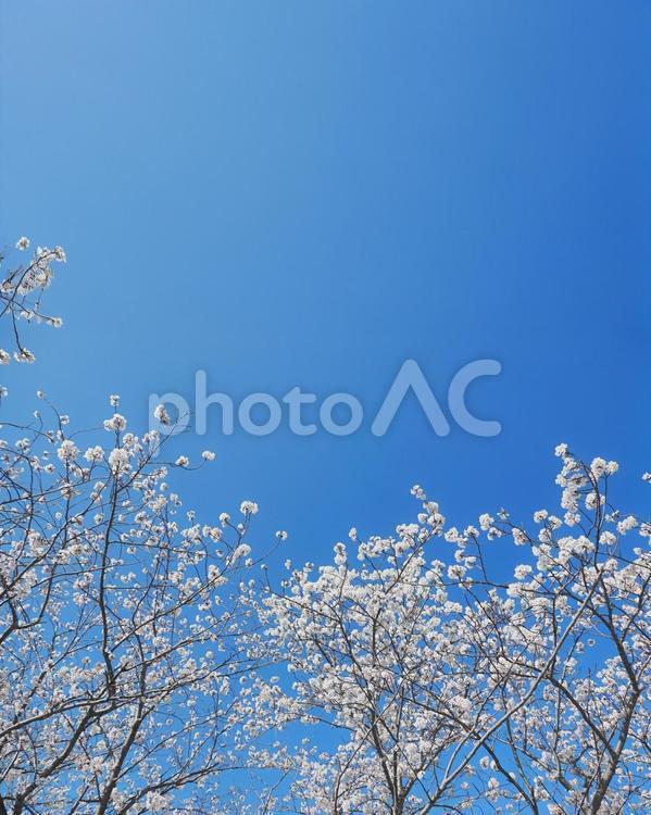 池田川沿いの桜 糸島市,桜,桜スポットの写真素材