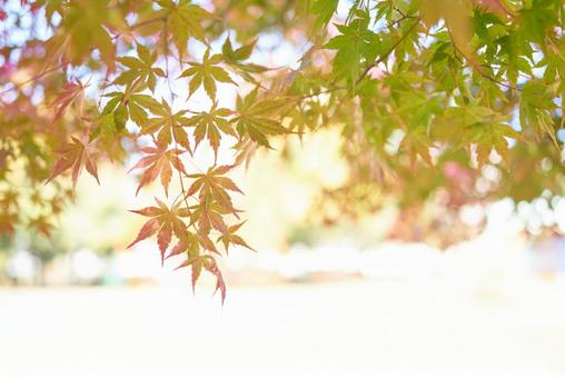 グラデーションが美しい色づき始めの紅葉 グラデーションが美しい色づき始めの紅葉の写真